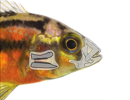 Photo of a cichlid fish cotaining a sketch of the pharyngeal jaw.